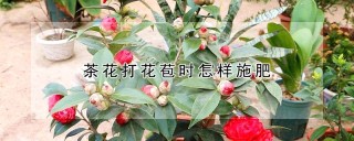 茶花打花苞时怎样施肥,第1图