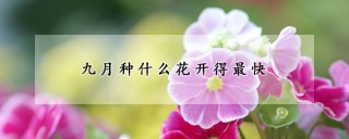 九月种什么花开得最快,第1图