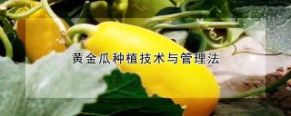 黄金瓜种植技术与管理法,第1图