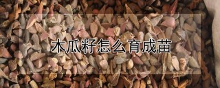 木瓜籽怎么育成苗,第1图