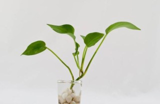 水培绿萝加白糖能生根吗，能生根/还能长的更快,第3图