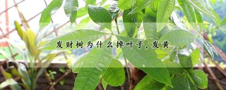 发财树为什么掉叶子,发黄,第1图