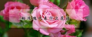 粉玫瑰代表什么花语,第1图