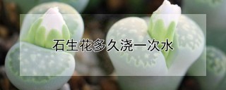 石生花多久浇一次水,第1图