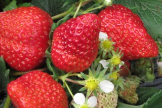草莓什么时候种,第3图
