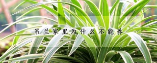 吊兰家里为什么不能养,第1图