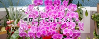 蝴蝶兰开花后怎么处理,第1图