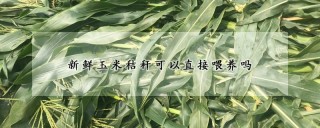 新鲜玉米秸秆可以直接喂养吗,第1图