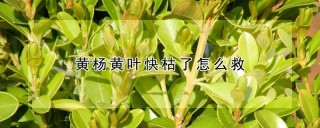 黄杨黄叶快枯了怎么救,第1图