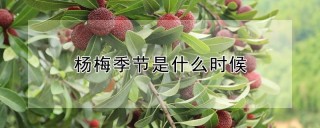 杨梅季节是什么时候,第1图