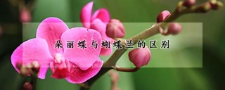 朵丽蝶与蝴蝶兰的区别,第1图