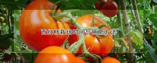 西红柿栽培时间与施肥方法,第1图