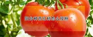 阳台种西红柿怎么授粉,第1图