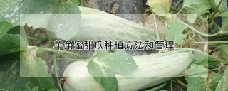 羊角蜜甜瓜种植方法和管理,第1图