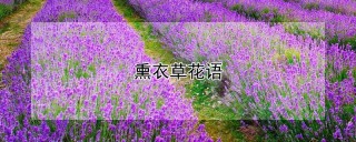 熏衣草花语,第1图