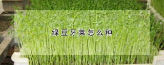 绿豆牙莱怎么种,第1图