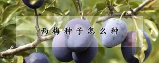 西梅种子怎么种,第1图