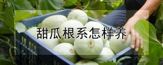 甜瓜根系怎样养,第1图