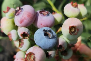 最甜最早熟最大的蓝莓品种 蓝莓早熟品种介绍,第2图