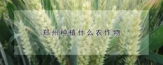 郑州种植什么农作物,第1图