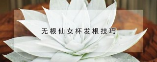 无根仙女杯发根技巧,第1图