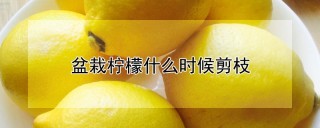 盆栽柠檬什么时候剪枝,第1图