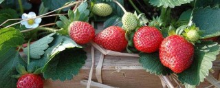草莓什么时候种,第1图