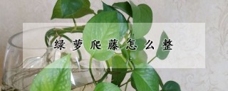 绿萝爬藤怎么整,第1图