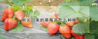 刚买回来的草莓苗怎么种植,第1图
