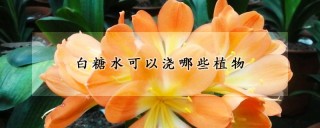 白糖水可以浇哪些植物,第1图