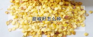 甜椒籽怎么种,第1图