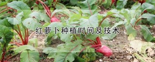 红萝卜种植时间及技术,第1图