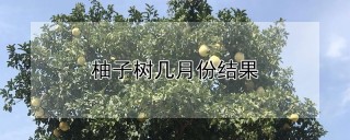 柚子树几月份结果,第1图