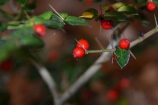 怎么区分虎刺和虎刺梅，虎刺与虎刺梅的5大不同,第2图