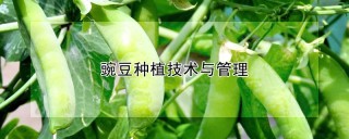 豌豆种植技术与管理,第1图