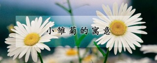 小雏菊的寓意,第1图