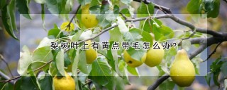 梨树叶上有黄点带毛怎么办?,第1图