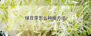 绿豆芽怎么种植方法,第1图