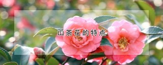 山茶花的特点,第1图