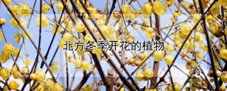 北方冬季开花的植物,第1图