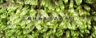 苔藓植物长不高的原因,第1图