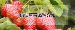 奶油草莓品种介绍,第1图