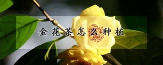 金花茶怎么种植,第1图