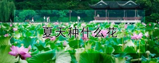 夏天种什么花,第1图