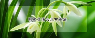 哪些花适合北方养殖,第1图