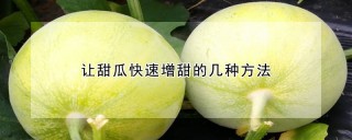 让甜瓜快速增甜的几种方法,第1图