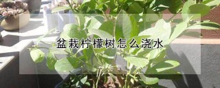 盆栽柠檬树怎么浇水,第1图