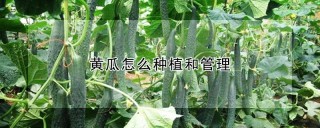 黄瓜怎么种植和管理,第1图