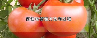 西红柿管理方法和过程,第1图