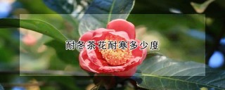 耐冬茶花耐寒多少度,第1图